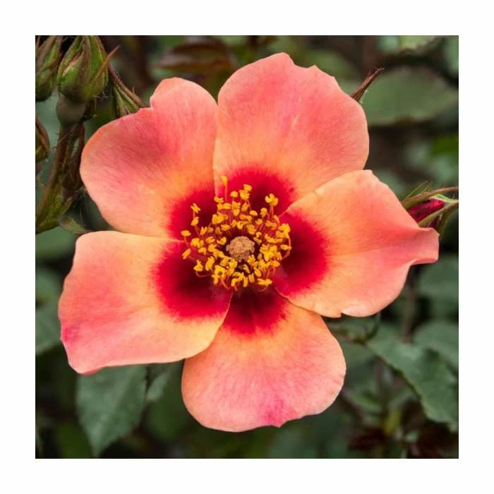 For Your Eyes Only' Bush Rose - 4L Pot 1 For Your Eyes Only' Bush Rose - 4L Pot