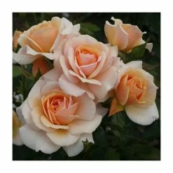 'Sweet Honey' Bush Rose | Rose of the Year 2020 | 5.5L Pot