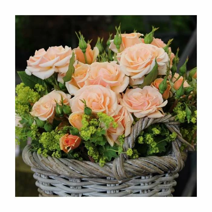 'Sweet Honey' Bush Rose | Rose of the Year 2020 | 5.5L Pot 2 'Sweet Honey' Bush Rose | Rose of the Year 2020 | 5.5L Pot - Image 2