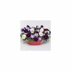 Pansy Cool Wave® Mixed Speed Planter for Hanging baskets -August Plants Shop PL6216 add image 2 12a1