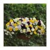 Pansy Cool Wave® Mixed Speed Planter for Hanging baskets