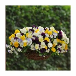 Pansy Cool Wave® Mixed Speed Planter for Hanging baskets