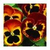 Pansy Jumbo 'Fire' | 10.5cm Pot