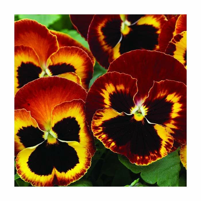 Pansy Jumbo 'Fire' | 10.5cm Pot 1 Pansy Jumbo 'Fire' | 10.5cm Pot