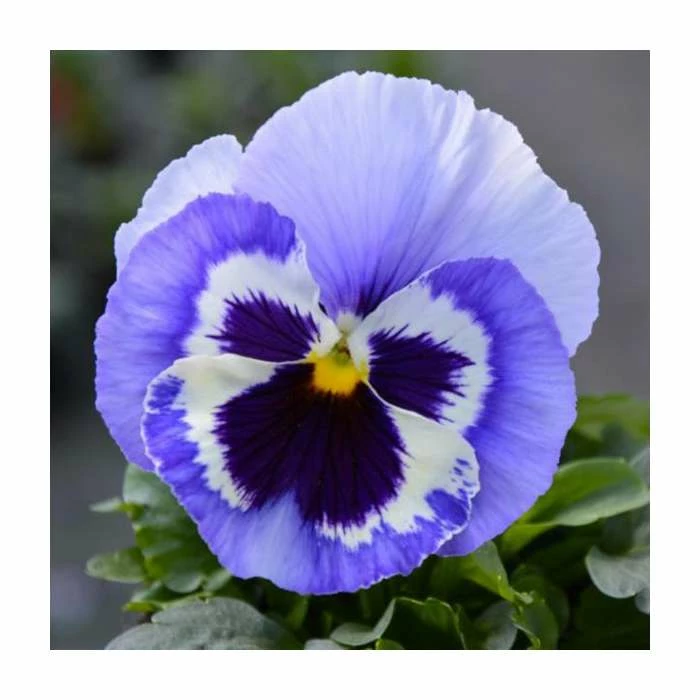 Pansy 'Marina Shades' | 10.5cm Pot 1 Pansy 'Marina Shades' | 10.5cm Pot