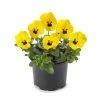 Pansy 'Yellow Blotch' | 10.5cm Pot