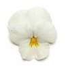 Pansy 'White' | 10.5cm Pot | Pansy Cool Wave®