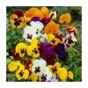 Vibrant Viola Collection | 6 x 9cm Pots