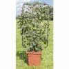 4ft Hydrangea Trellis | 18L Trough | Hydrangea petiolaris