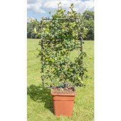 Star Jasmine | Trachelospermum jasminoides -August Plants Shop PL800718L add image 1 81ad