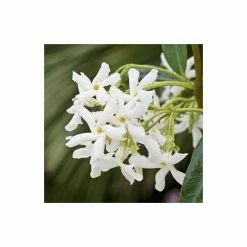 Star Jasmine | Trachelospermum jasminoides -August Plants Shop PL800718L add image 2 1434