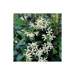 Star Jasmine | Trachelospermum jasminoides -August Plants Shop PL800718L add image 3 9cd1