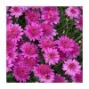 Argyranthemum 'Madeira™ Crested Hot Pink' | Bedding | Pack Of 5 Large Plug Plants