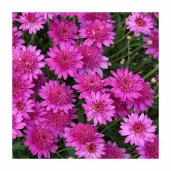 Argyranthemum 'Madeira™ Crested Hot Pink' | Bedding | Pack Of 5 Large Plug Plants