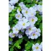 Bacopa Scorpia® 'Gulliver Blue Sensation' | Bedding | Pack Of 5 Large Plug Plants