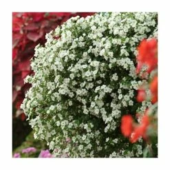 Bacopa Scorpia® 'Gulliver Dynamic White'| Bedding | Pack Of 5 Large Plug Plants -August Plants Shop PL9006SPX5 add image 2 5a77