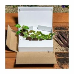 Bacopa Scorpia® 'Gulliver Dynamic White'| Bedding | Pack Of 5 Large Plug Plants -August Plants Shop PL9006SPX5 add image 3 8e6a