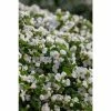 Bacopa Scorpia® 'Gulliver Dynamic White'| Bedding | Pack Of 5 Large Plug Plants