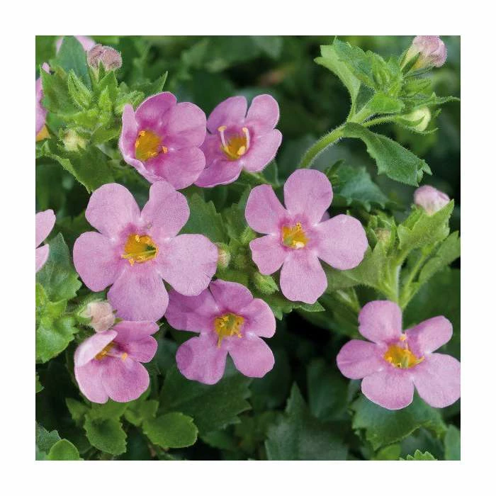 Bacopa Great 'Pink Beauty' | Pack of 5 Plug Plants 1 Bacopa Great 'Pink Beauty' | Pack of 5 Plug Plants
