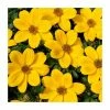 Bidens 'Golden Glory' | Bedding | Pack Of 5 Large Plug Plants