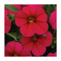 Calibrachoa 'Cabaret Cherry Rose' | Pack of 5 Plug Plants
