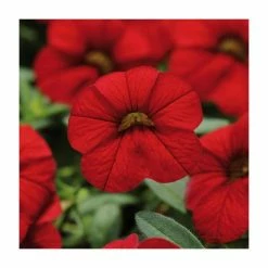 Calibrachoa 'Cabaret Red' | Bedding | Pack Of 5 Large Plug Plants
