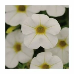 Calibrachoa 'Cabaret White' | Pack of 5 Plug Plants