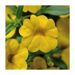 Calibrachoa 'Cabaret Yellow' | Pack of 5 Plug Plants