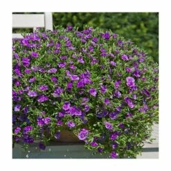Calibrachoa 'Can-Can Double Blue' | Pack of 5 Plug Plants -August Plants Shop PL9022SPX5 add image 2 e658