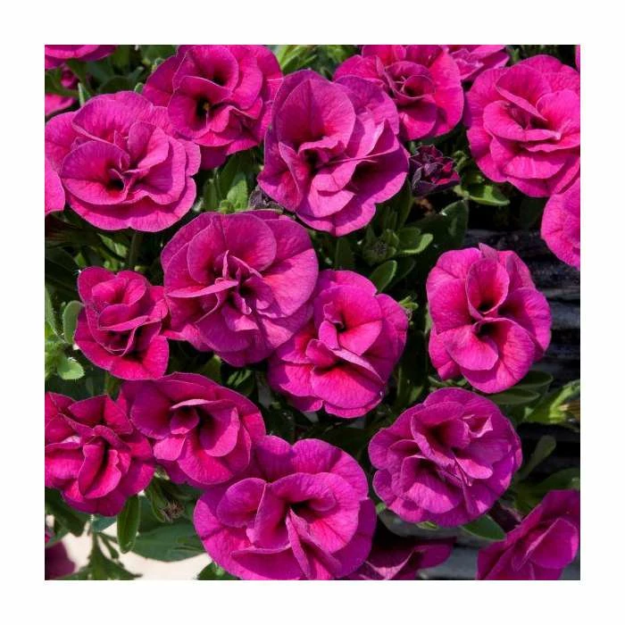 Calibrachoa 'Can-Can Double Magenta' | Pack of 5 Plug Plants 1 Calibrachoa 'Can-Can Double Magenta' | Pack of 5 Plug Plants