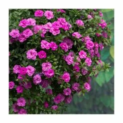 Calibrachoa 'Double PinkMania' | Pack of 5 Plug Plants -August Plants Shop PL90261SPX5 add image 1 7d7b