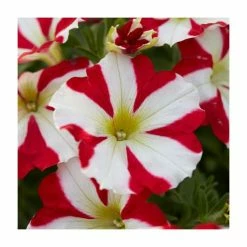 Petunia 'Amore King of Hearts' | Pack of 5 Plug Plants