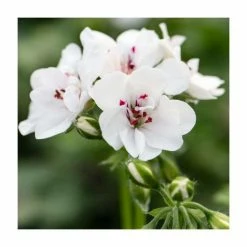 Geranium Ivy 'Precision White' | Pack of 5 Premium Plug Plants