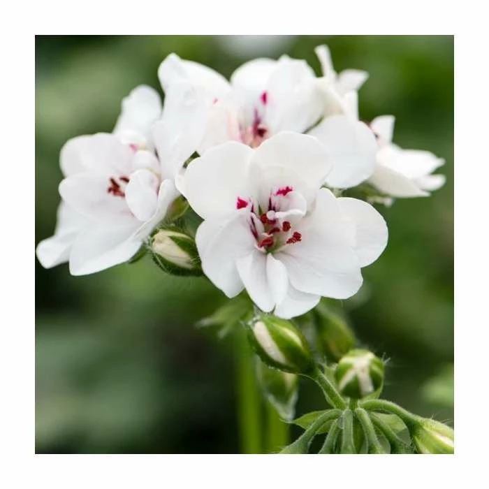 Geranium Ivy 'Precision White' | Pack of 5 Premium Plug Plants 1 Geranium Ivy 'Precision White' | Pack of 5 Premium Plug Plants