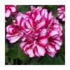 Geranium Ivy 'Precision Burgundy Bicolour' | Pack of 5 Premium Plug Plants