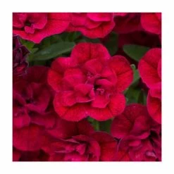 Calibrachoa 'Can-Can Double Red' | Pack of 5 Plug Plants -August Plants Shop PL9026SPX5 add image 2 42aa