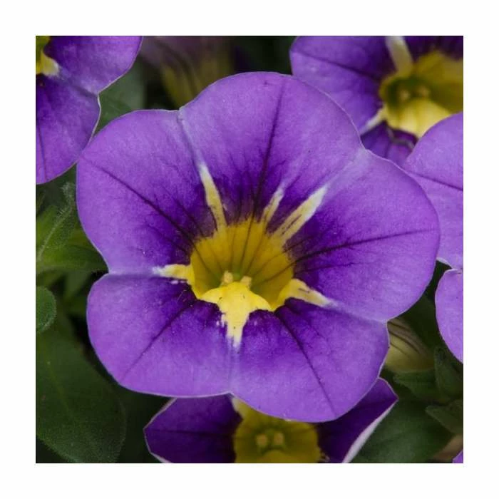 Calibrachoa 'Starlight Blue' | Pack of 5 Plug Plants 2 Calibrachoa 'Starlight Blue' | Pack of 5 Plug Plants - Image 2