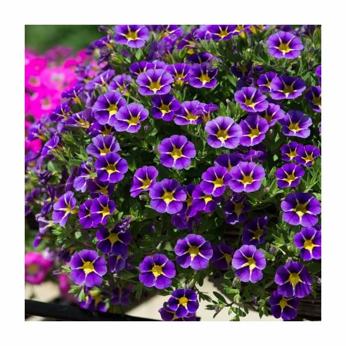 Calibrachoa 'Starlight Blue' | Pack of 5 Plug Plants 3 Calibrachoa 'Starlight Blue' | Pack of 5 Plug Plants - Image 3