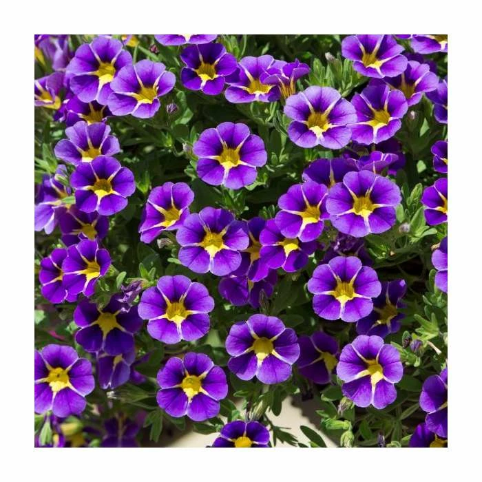 Calibrachoa 'Starlight Blue' | Pack of 5 Plug Plants 1 Calibrachoa 'Starlight Blue' | Pack of 5 Plug Plants