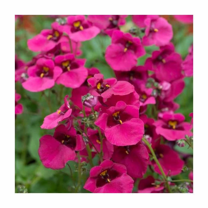 Diascia 'Diamond Fuchsia' | Pack of 5 Plug Plants 1 Diascia 'Diamond Fuchsia' | Pack of 5 Plug Plants