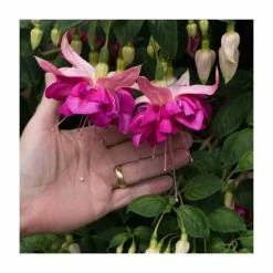 Fuchsia Southern Belles 'Bella Rosella' | Bedding | 5 x Large Plugs -August Plants Shop PL9039SPX5 add image 2 11fa