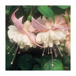 Trailing Fuchsia 'Sarah Eliza' | Southern Belle |Pack of 5 Plug Plants