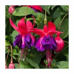 Fuchsia Southern Belles 'Voodoo' | Bedding | 5 x Large Plugs -August Plants Shop PL9046SPX5 add image 2 f784