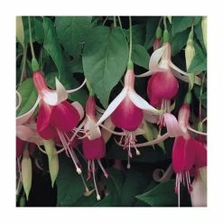 Trailing Fuchsia 'Cascade' | Pack of 5 Plug Plants