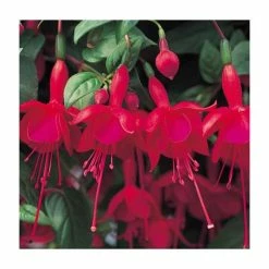 Fuchsia Trailing Type 'Marinka' | Bedding | 5 x Large Plugs