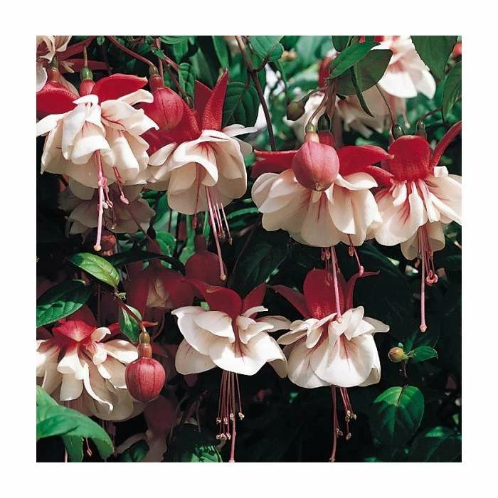 Trailing Fuchsia 'Swingtime' | Pack of 5 Plug Plants 1 Trailing Fuchsia 'Swingtime' | Pack of 5 Plug Plants