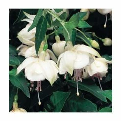Trailing Fuchsia 'Trudi Davro' | Pack of 5 Plug Plants