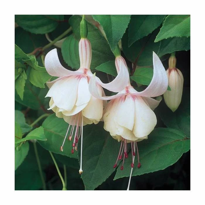 Upright Fuchsia 'Annabel' | Pack of 5 Plug Plants 1 Upright Fuchsia 'Annabel' | Pack of 5 Plug Plants