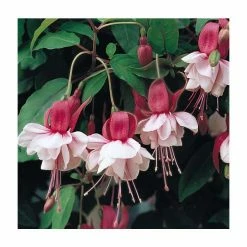 Upright Fuchsia 'Spion Kop' | Pack of 5 Plug Plants