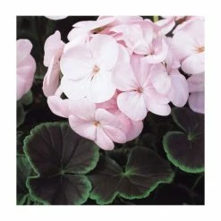 Geranium 'BullsEye Light Pink' | Pack of 5 Plug Plants